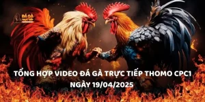 Tổng hợp video đá gà trực tiếp Thomo CPC1 ngày 19/04/2025