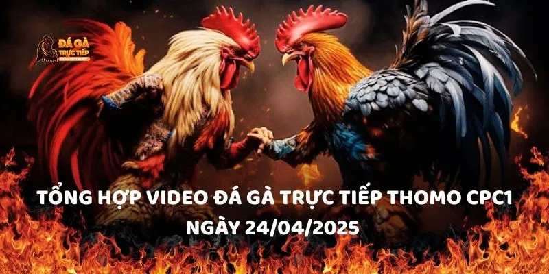 Tổng hợp video đá gà trực tiếp Thomo CPC1 ngày 24/04/2025